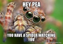 Hipster Spider
