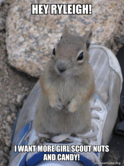 Standover Squirrel