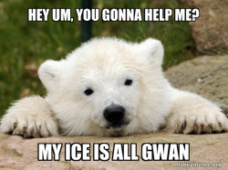 Popular Opinion Bear
