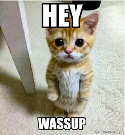 Cute Cat Standing