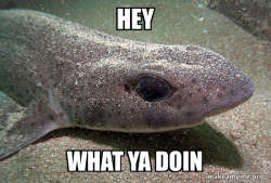 Dirty Joke Dogfish