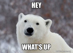 Popular Opinion Polar Bear