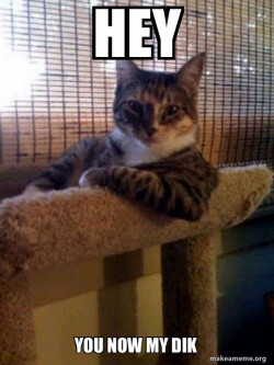 The Most Interesting Cat in the World