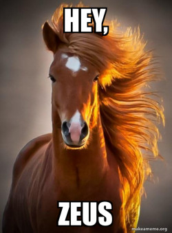 Ridiculously photogenic horse