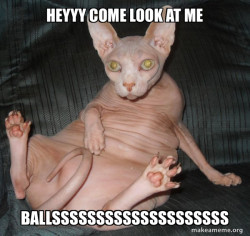 Hairless Cat