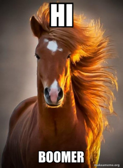 Ridiculously photogenic horse