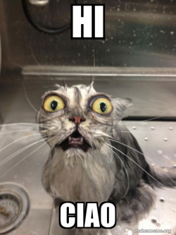 Cat bath
