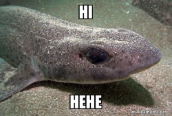 Dirty Joke Dogfish
