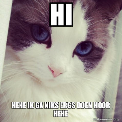 Ridiculously Photogenic Cat