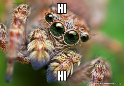 Hipster Spider