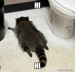 Drunk Raccoon