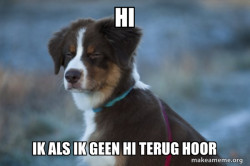 Hi dog