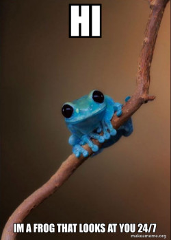 Small Fact Frog
