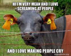 Hairless Cow