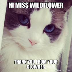 Ridiculously Photogenic Cat