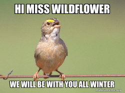 Common Opinion Sparrow