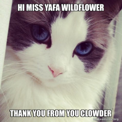 Ridiculously Photogenic Cat