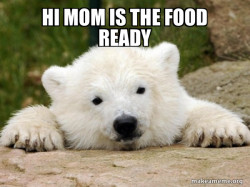 Popular Opinion Bear