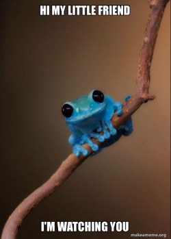 Small Fact Frog