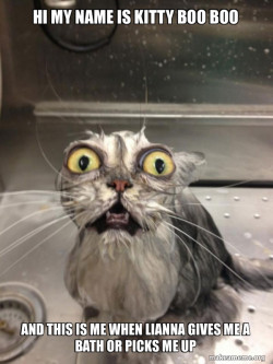 Cat bath