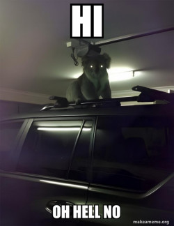 Drop Bear