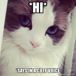 Ridiculously Photogenic Cat