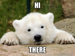 Popular Opinion Bear