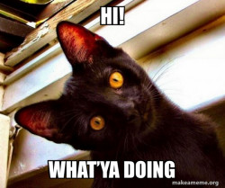 Overly Attached Cat