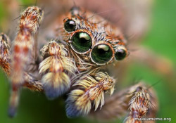 Hipster Spider