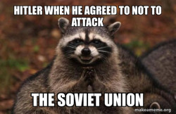 Evil Plotting Raccoon