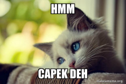 First World Cat Problems