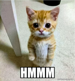 Cute Cat Standing