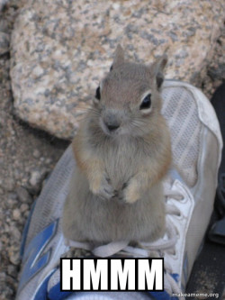 Standover Squirrel