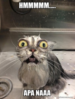 Cat bath