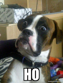 Skeptical Dog