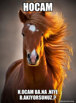 Ridiculously photogenic horse