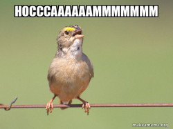 Common Opinion Sparrow