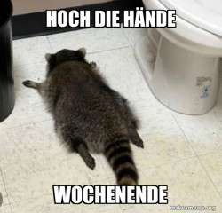 Drunk Raccoon