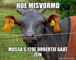 Hairless Cow