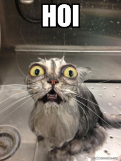 Cat bath