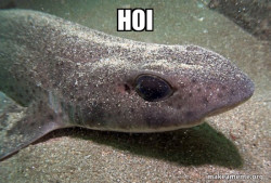 Dirty Joke Dogfish