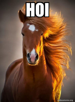 Ridiculously photogenic horse