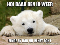 Popular Opinion Bear