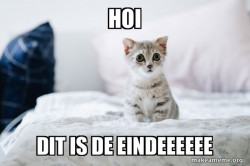 Cute Kitten