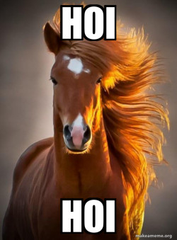 Ridiculously photogenic horse