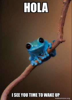 Small Fact Frog
