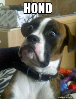 Skeptical Dog