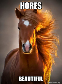Ridiculously photogenic horse