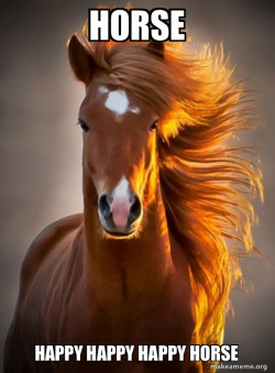 Ridiculously photogenic horse