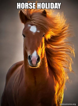 Ridiculously photogenic horse